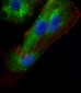 AP1M1 Antibody (Center)